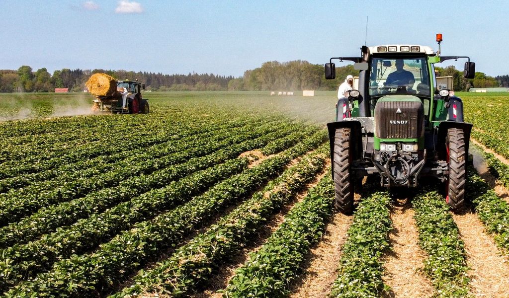 Farmers destroy strawberries and asparagus