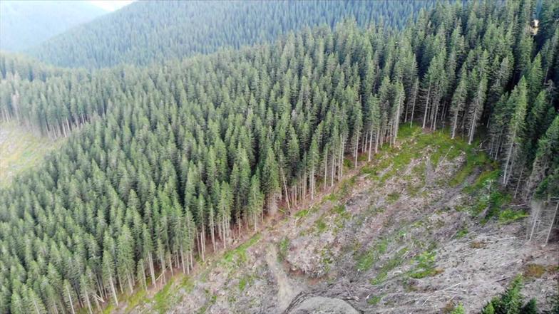 Imperialismus in Rumänien holzt illegal ab 3